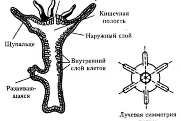 Кракен закладки